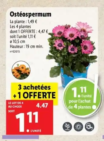 Lidl Ostèospermum offre