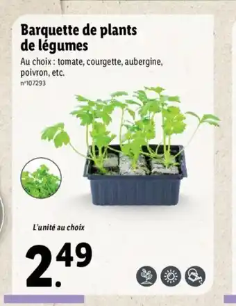 Lidl Barquette De Plants De Lègumes offre