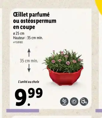 Lidl Oeillet Parfumè Ou Ostèospermum En Coupe offre