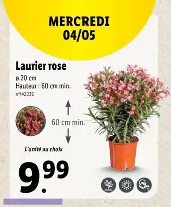 Lidl Laurier Rose offre