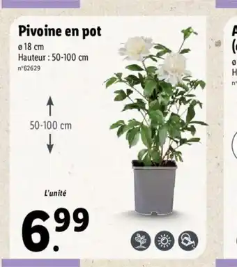 Lidl Pivoine En Pot offre