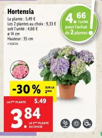 Lidl Hortensia offre