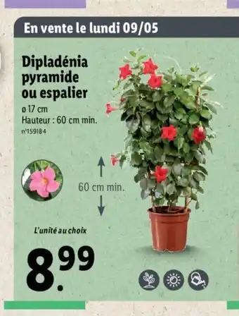 Lidl Dipladènia Pyramide Ou Espalier offre