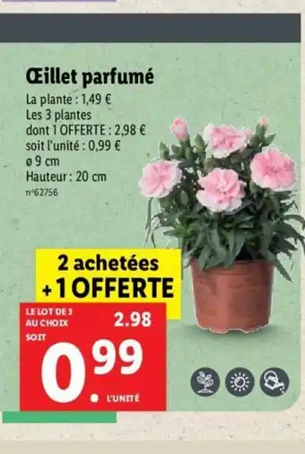 Lidl œillet Parfumé offre