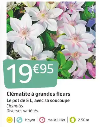 Jardiland Clématite à grandes fleurs offre