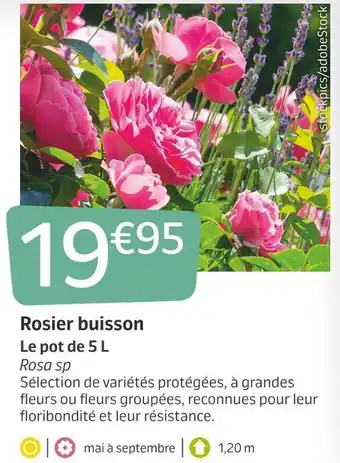 Jardiland Rosier buisson offre