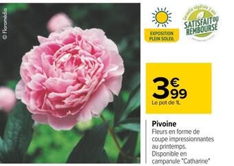 Pivoine