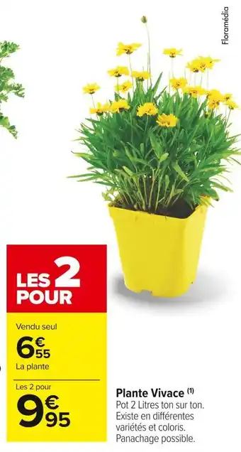 Plante vivace