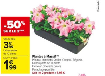 Carrefour Market Plantes à massif offre
