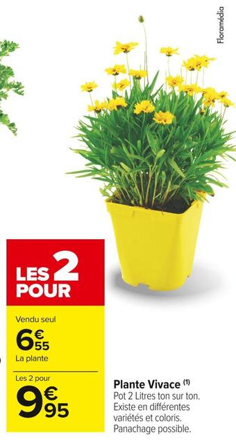 Plante vivace
