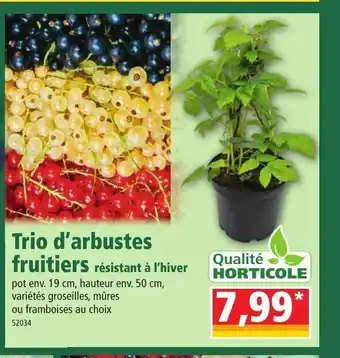 Norma Trio d'Arbustes offre