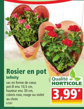 Norma Rosier En Pot offre