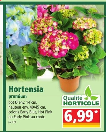 Norma Hortensia offre