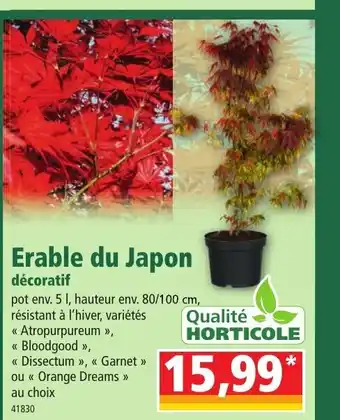 Norma Erable Du Japon offre