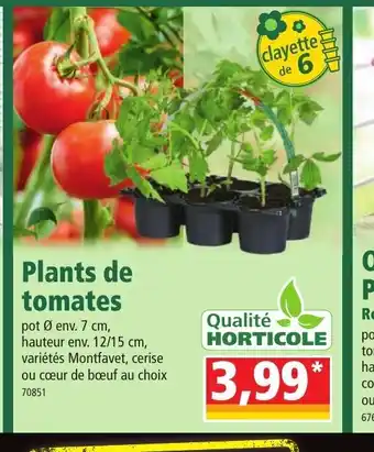 Norma Plants de Tomates offre