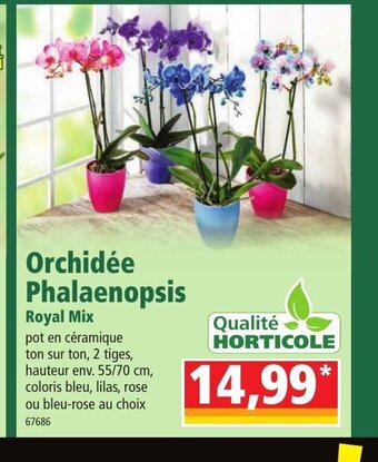 Norma Orchidée Phalaenopsis offre