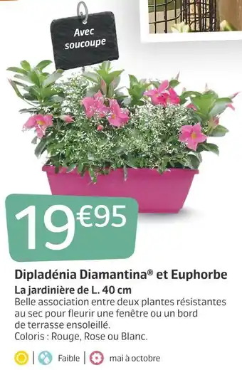 Jardiland Dipladénia diamantina® et euphorbe offre