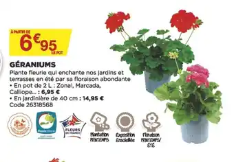 Bricomarché Géraniums offre