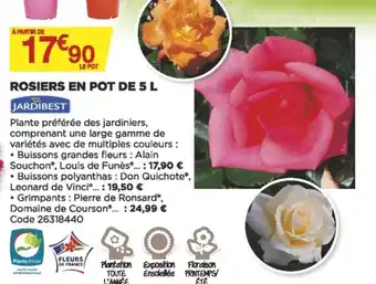Rosier en pot de 5 L