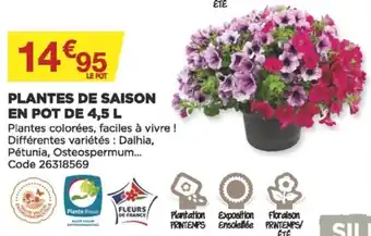 Bricomarché Plantes de Saison en pot de 4,5 L offre