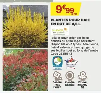 Plantes pour haie en pot de 4,5 L