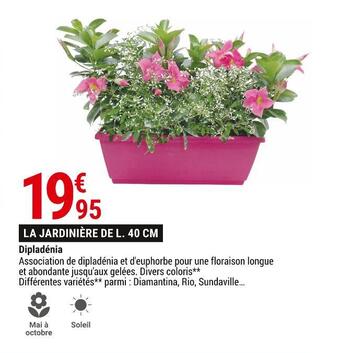 Gamm vert Dipladénia offre
