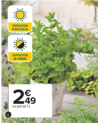 Carrefour Plantes aromatiques offre