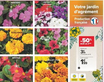 Carrefour Plantes à massif offre