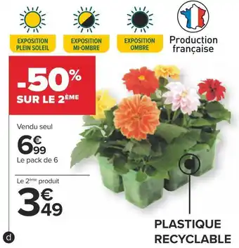 Carrefour Plantes de bouture offre