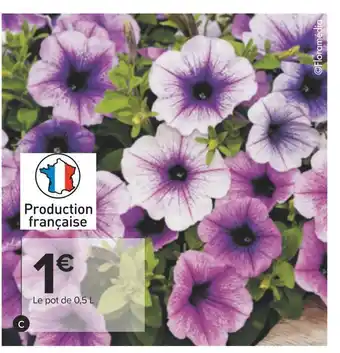 Carrefour Plantes à massif offre