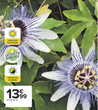Carrefour Plantes grimpantes offre