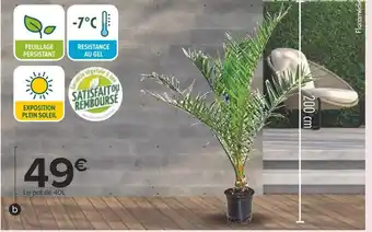 Carrefour Phoenix canariensis offre