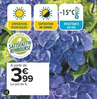 Carrefour Hortensia offre