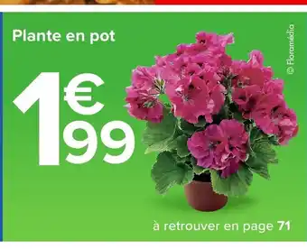 Carrefour Plante en pot offre
