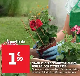 Auchan Grand choix de plantes fleuries pour balcon et terrasse offre