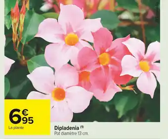 Carrefour Market Dipladenia offre