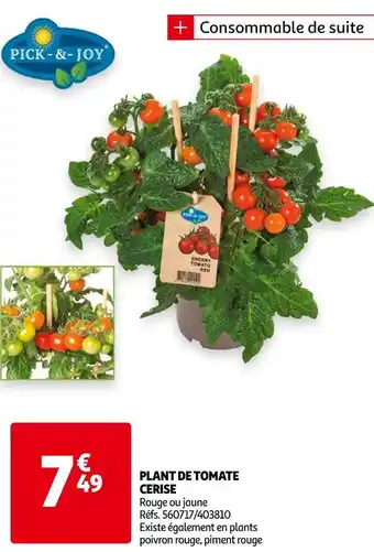 Auchan Plant de tomate cerise offre