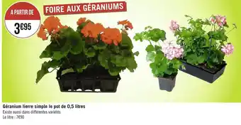 Géranium lierre simple le pot de 0,5 litres