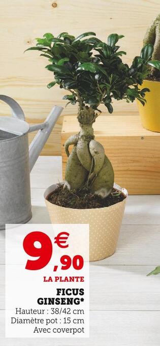 Super U Ficus ginseng offre