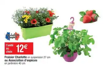 Fraisier charlotte ou association d'espĂšces