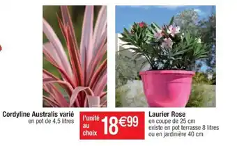 Cordyline australis varié