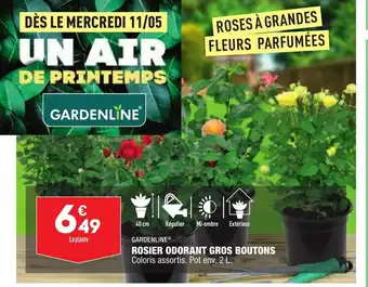 Rosier Odorant Gros Boutons