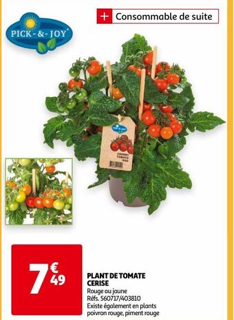 Auchan Plant de tomate cerise offre