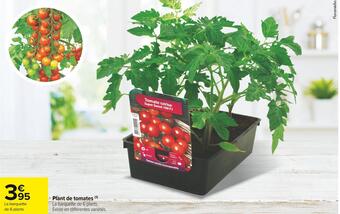 Plant de tomates