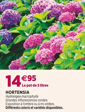 Hortensia