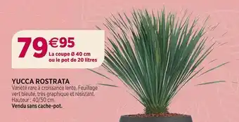 Yucca rostrata