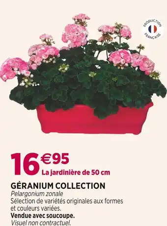 Delbard Géranium collection offre