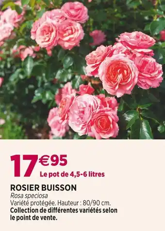 Delbard Rosier buisson offre