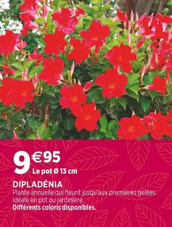 Delbard Dipladénia offre
