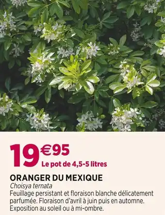 Delbard Oranger du mexique offre